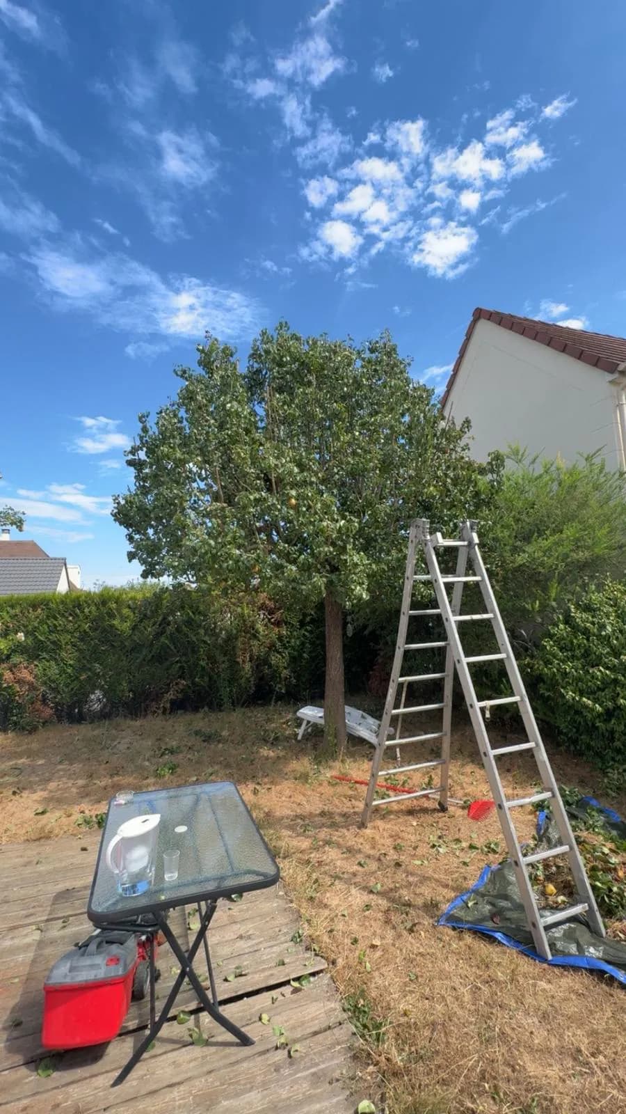 Diagnostic de l'état de santé d'un arbre avant élagage en Essonne