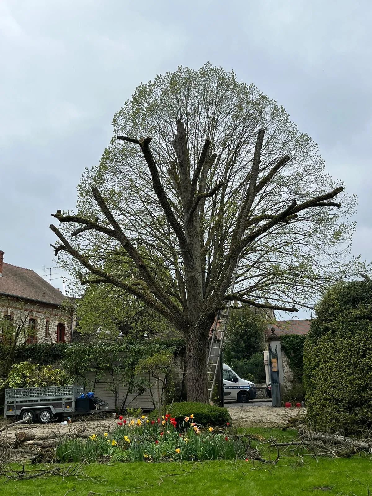 Grimpeur-élagueur en intervention sur un grand arbre
