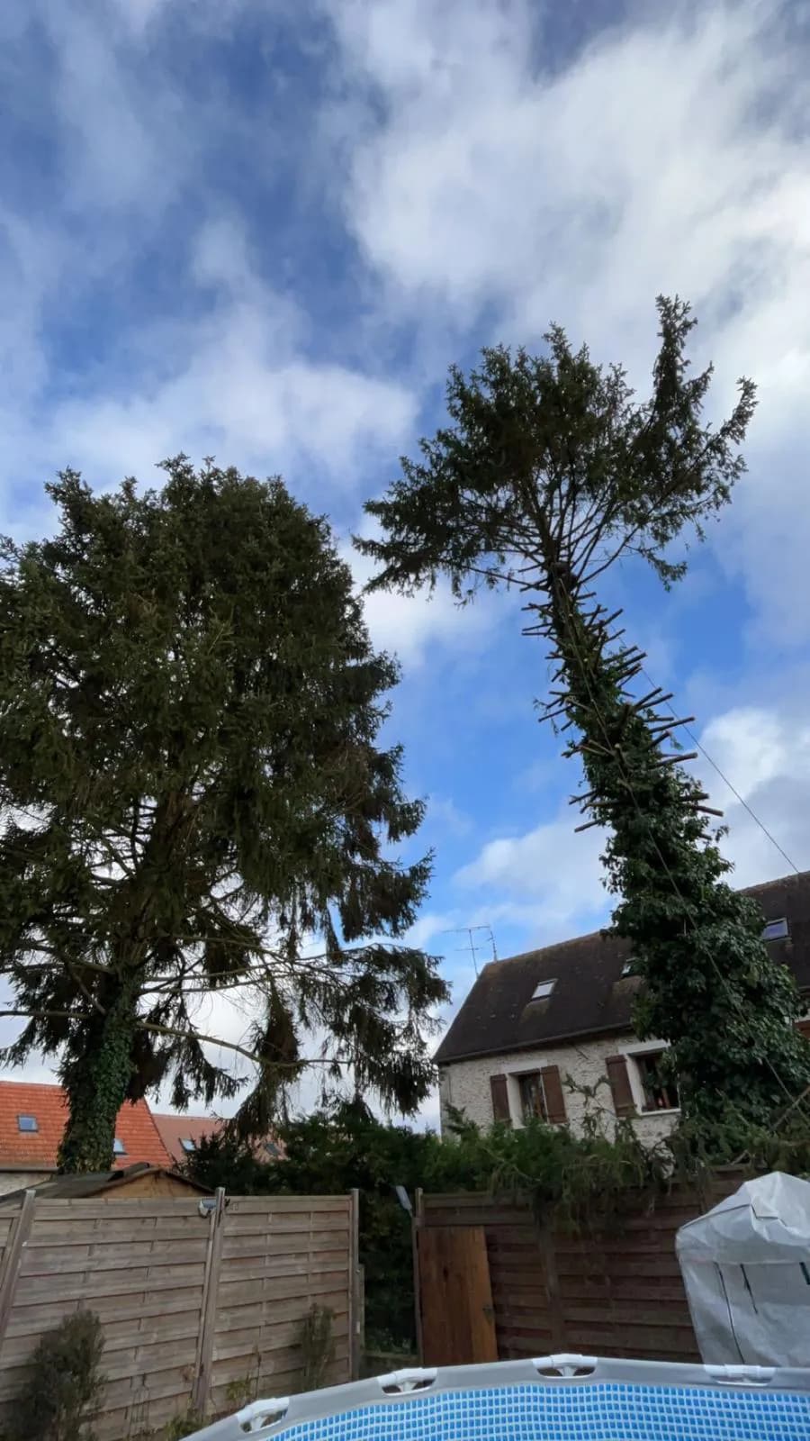 Réduction de couronne d'un arbre mature en Essonne